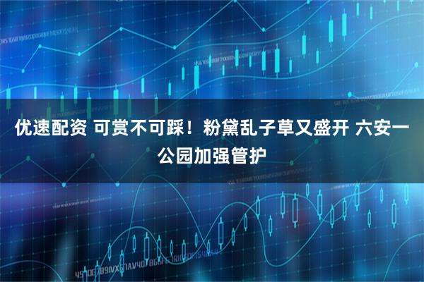 优速配资 可赏不可踩！粉黛乱子草又盛开 六安一公园加强管护